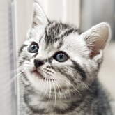 アメリカンショートヘア