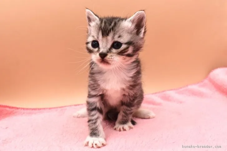 ユウ 様のお迎えした子猫