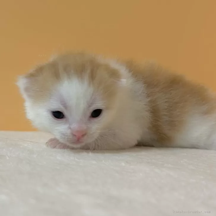 ID：2402-00463の子猫