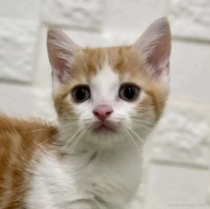 ID：2304-01885の子猫