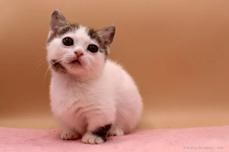 ID：2201-00315の子猫