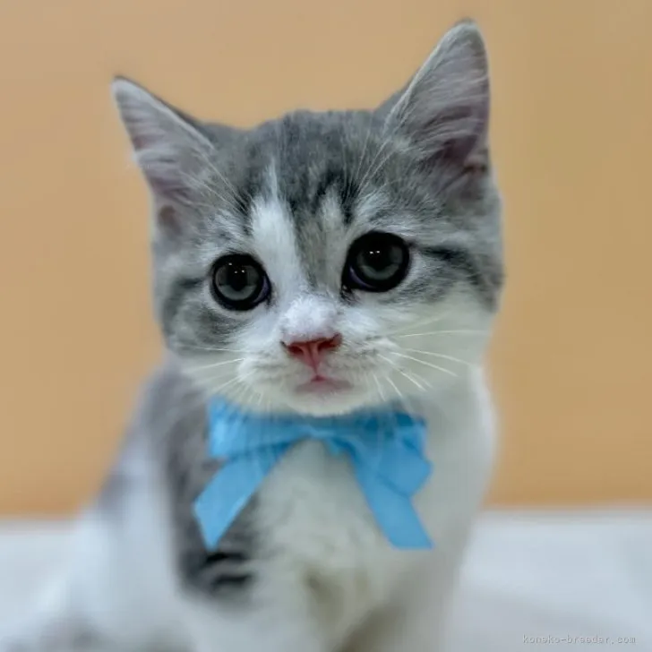ID：2309-02717の子猫