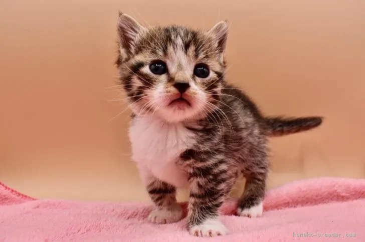 ID:2112-00651の子猫