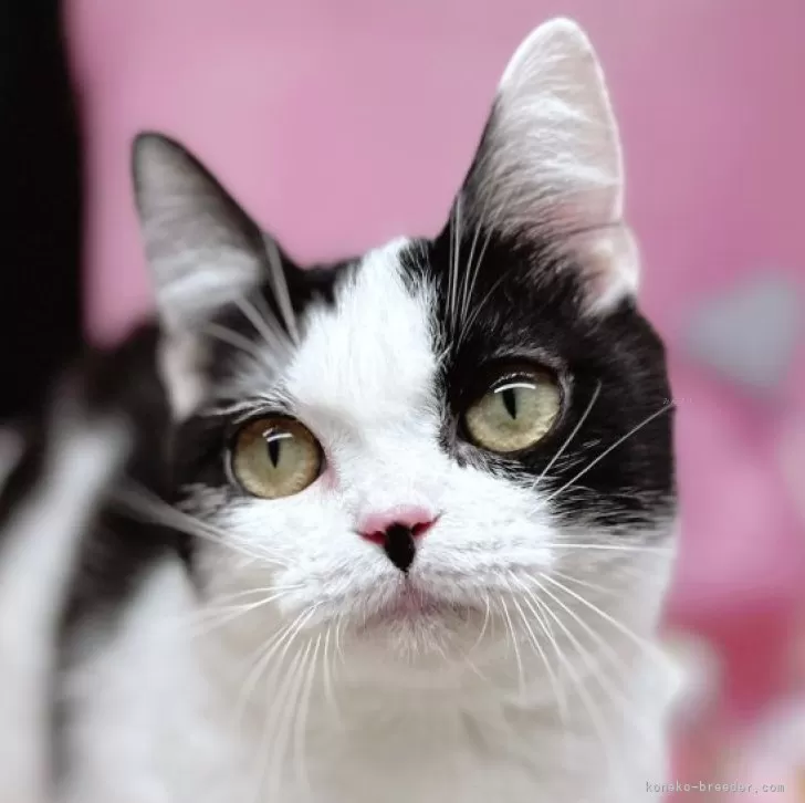 ID:2401-01602の子猫