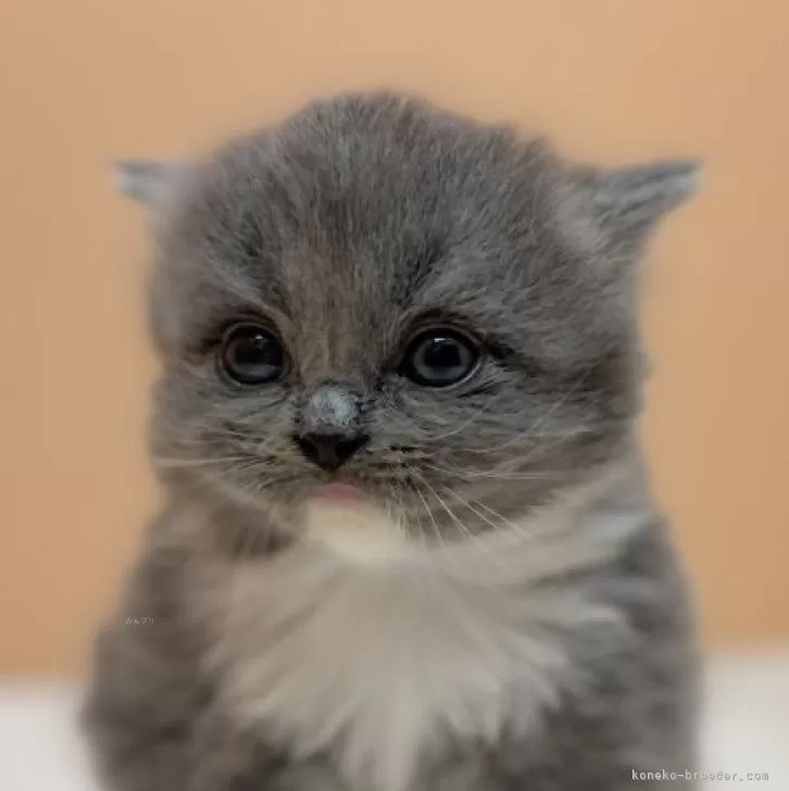 ID:2408-02045の子猫