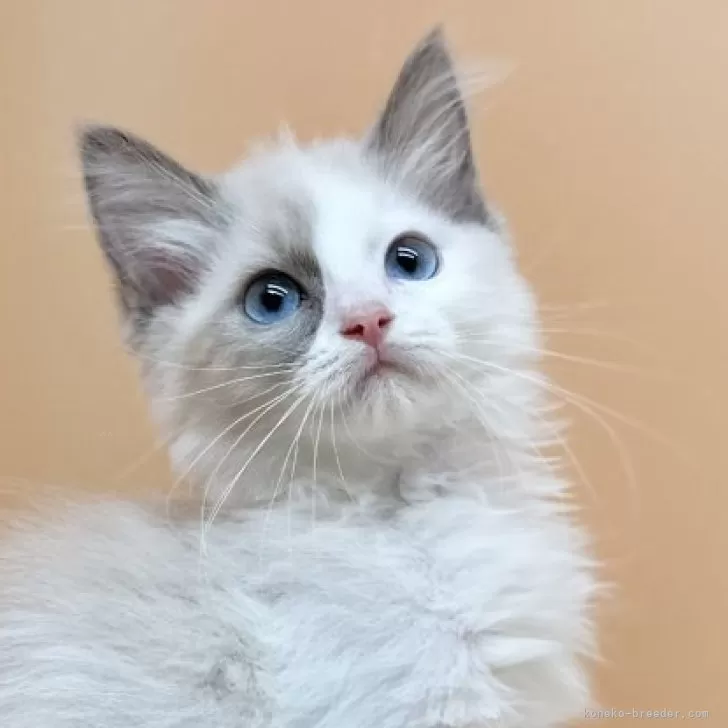 ID：2406-01928の子猫