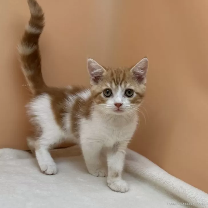 ID:2403-02353の子猫