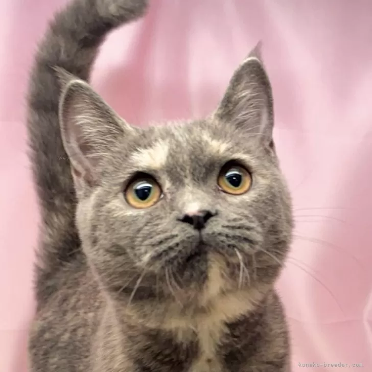 ID:2406-03577の子猫