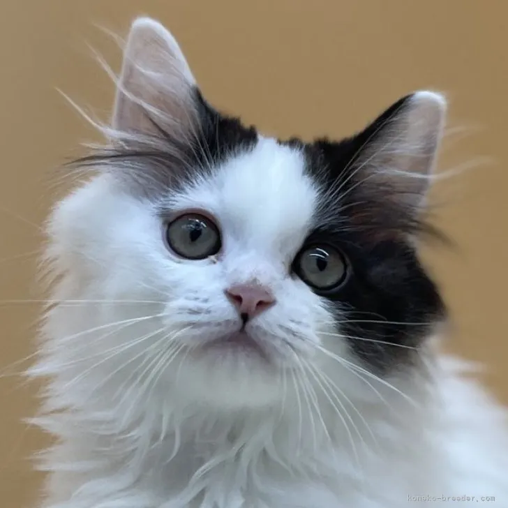 ID：2308-01721の子猫