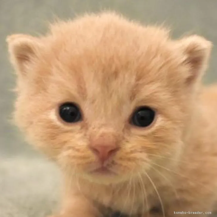 ID:2209-02796の子猫