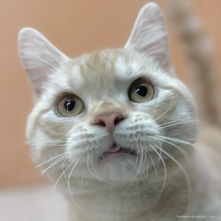 ID:2312-02624の子猫