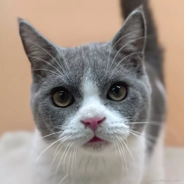 ID:2404-01200の子猫