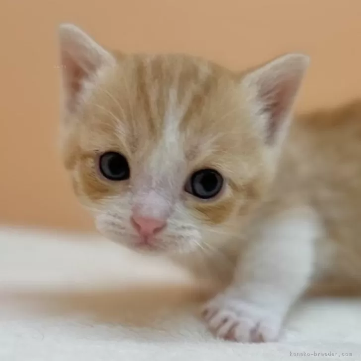 ID：2408-02176の子猫
