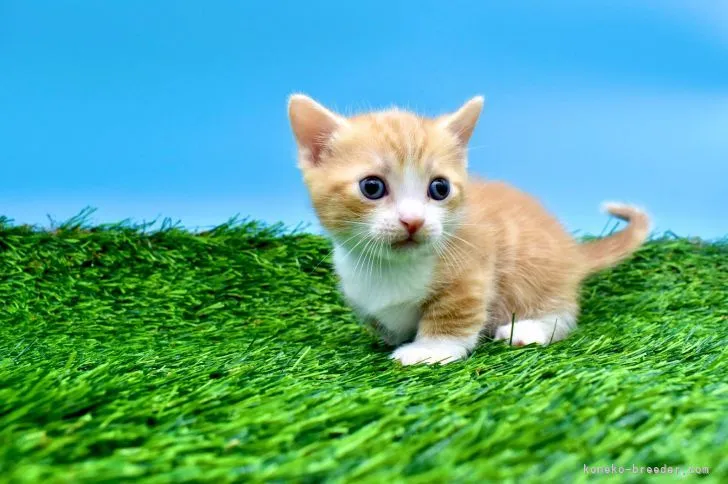ID：2201-00313の子猫