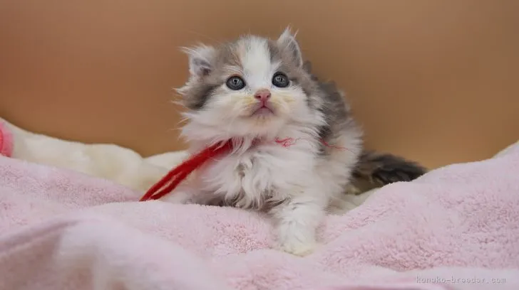 ID：2204-00896の子猫
