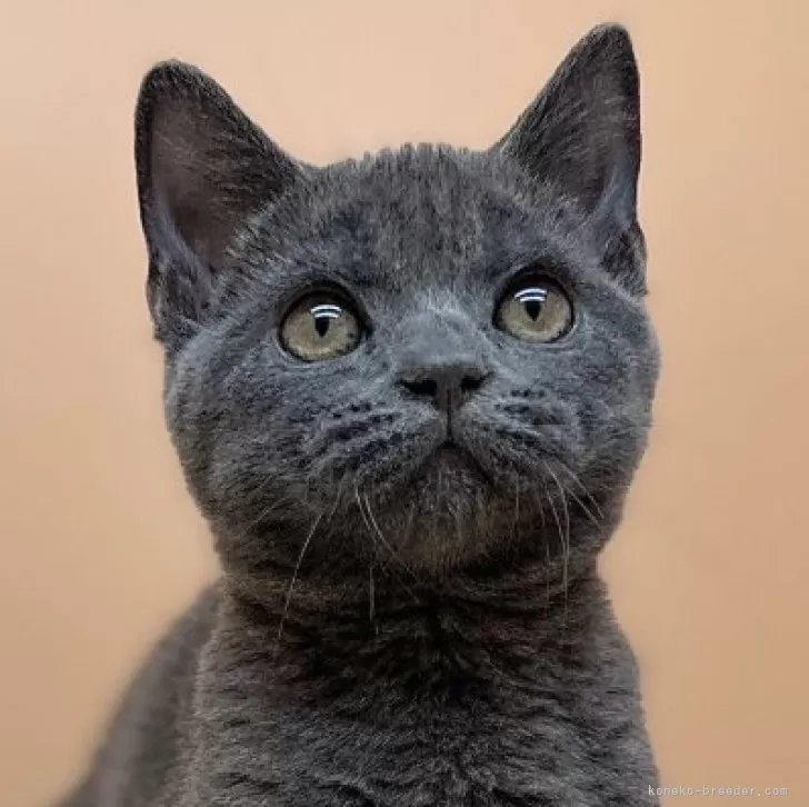 ID:2404-03450の子猫