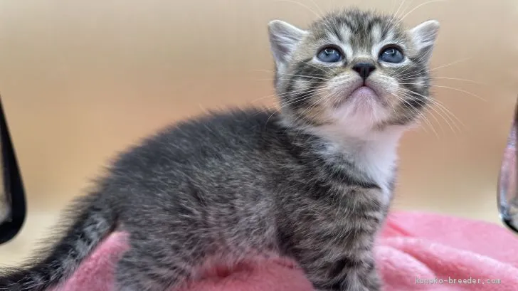 ID:2102-01489の子猫