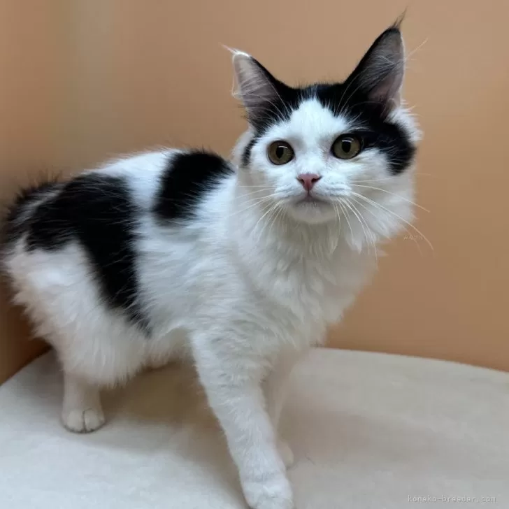 ID：2401-01598の子猫