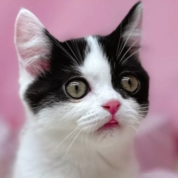 ID:2408-00684の子猫