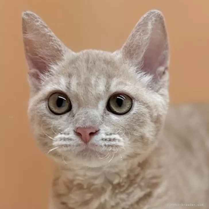 ID：2403-02753の子猫