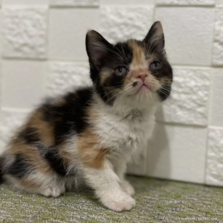 ID：2305-01090の子猫