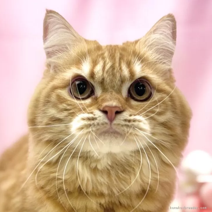 ID:2403-02751の子猫