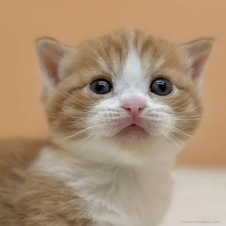 ID:2408-02044の子猫