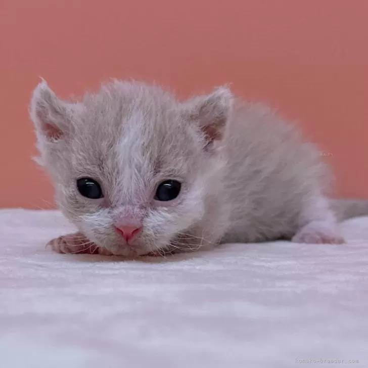 ID：2403-00248の子猫