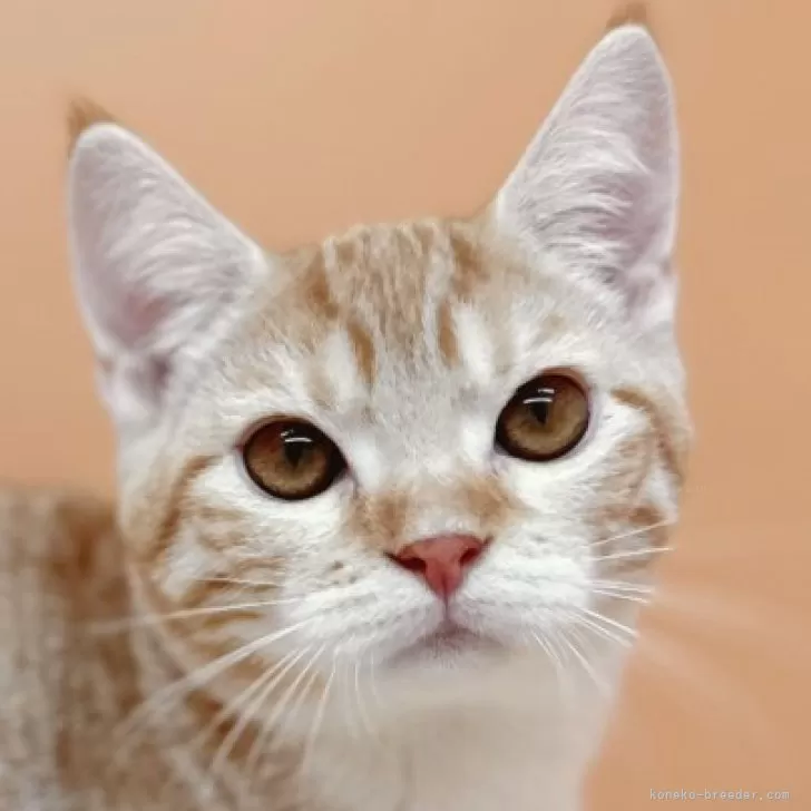 ID:2405-01353の子猫