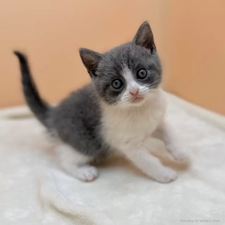 ID:2404-01199の子猫