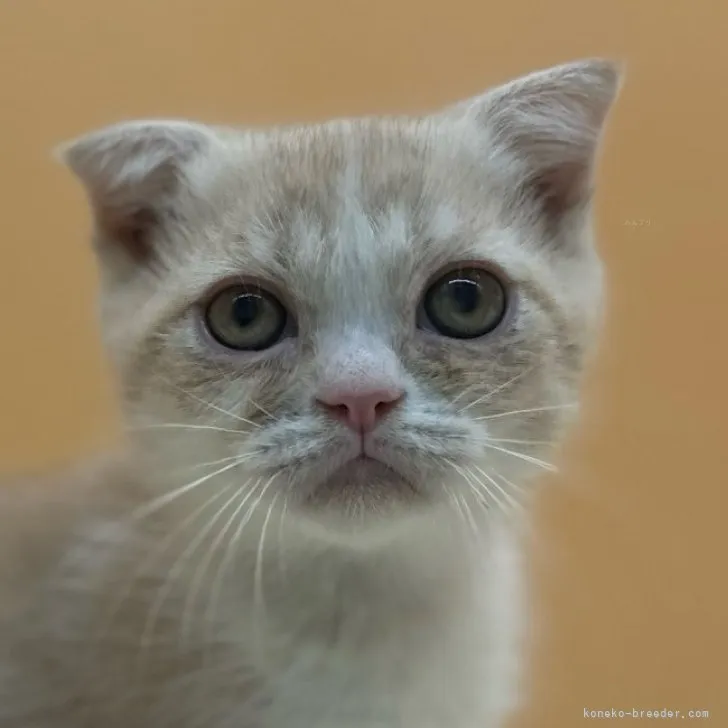 ID：2309-00121の子猫