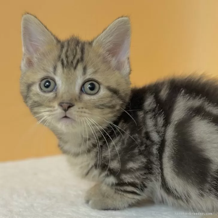 ID：2312-02635の子猫