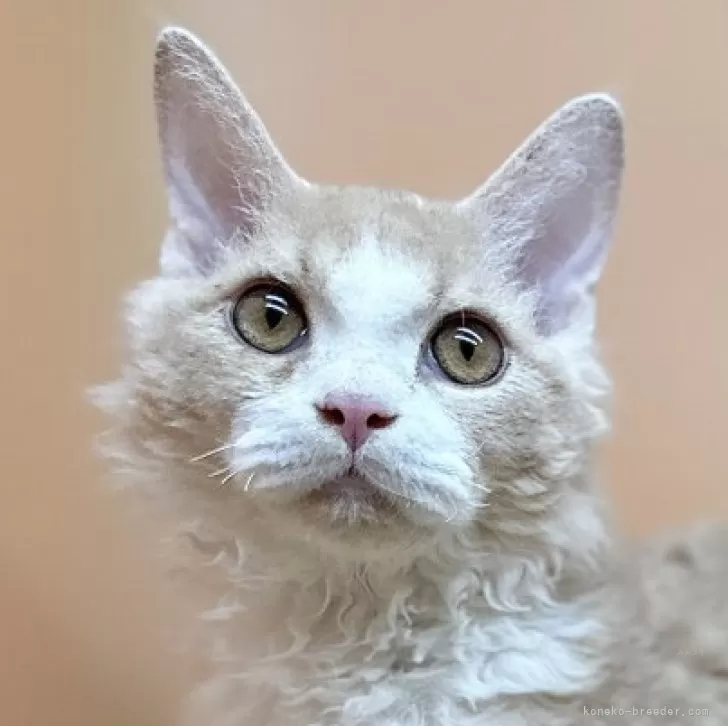 ID:2403-00249の子猫