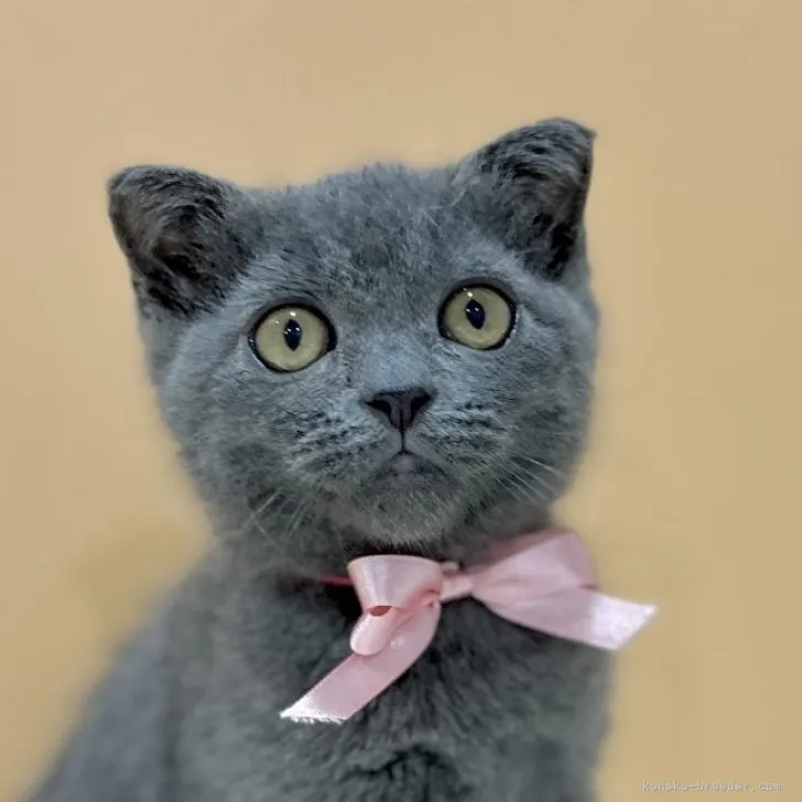 ID：2309-00117の子猫