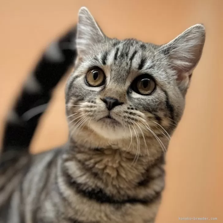 ID：2402-00055の子猫