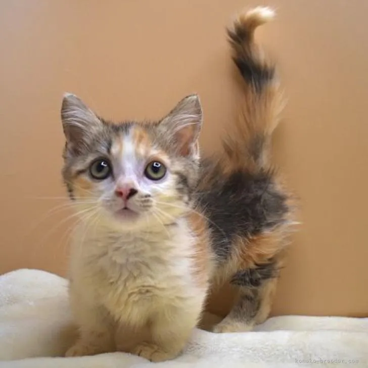 ID：2206-03214の子猫