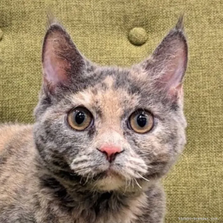ID:2210-02284の子猫