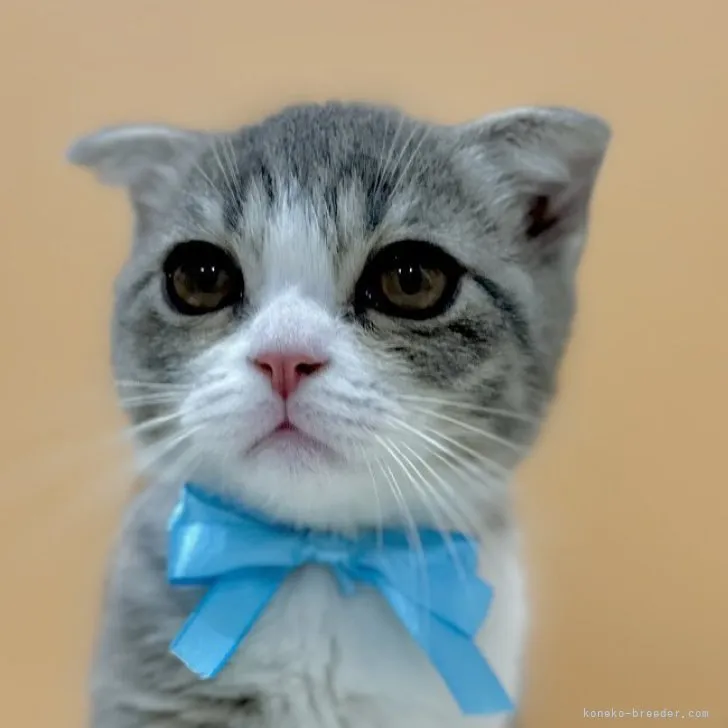 ID：2309-00122の子猫