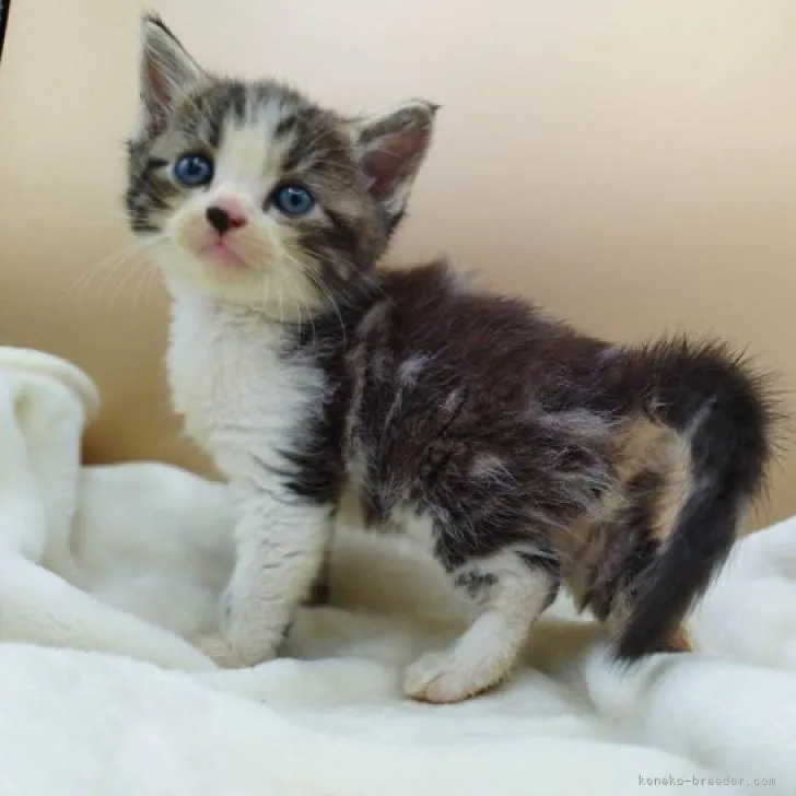 ID：2206-03217の子猫