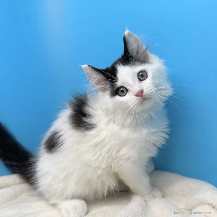 ID:2401-01423の子猫