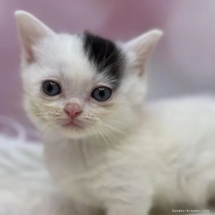 ID：2301-01931の子猫