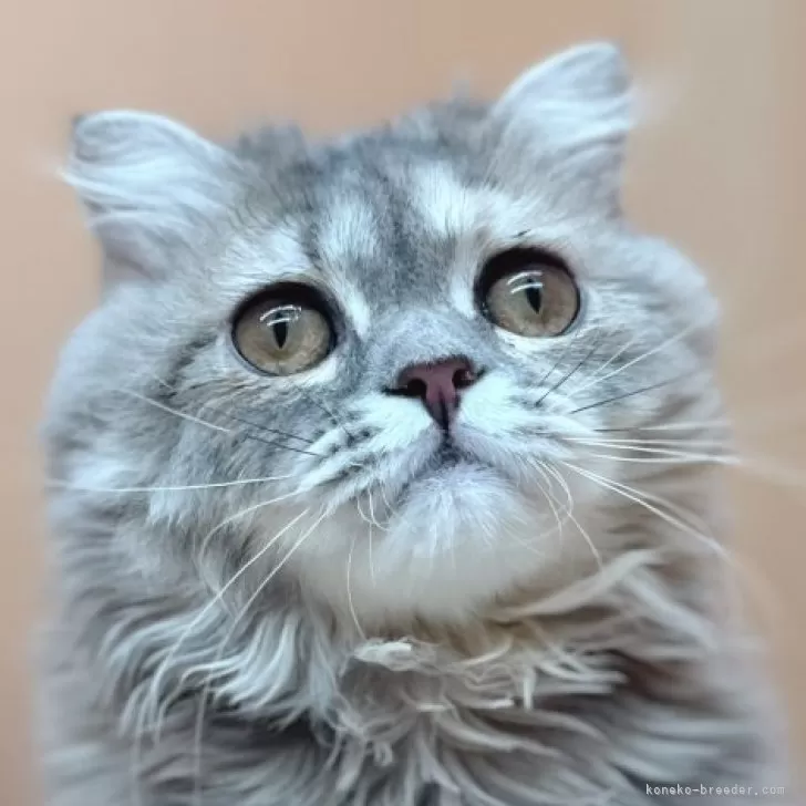 ID:2403-02759の子猫