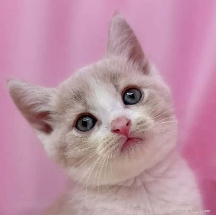 ID:2408-02173の子猫