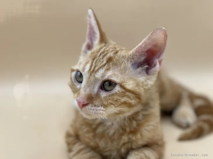 ID：2105-01843の子猫