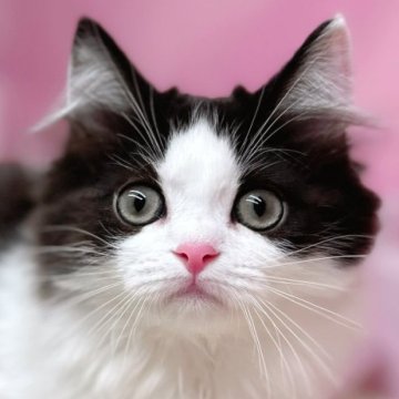 マンチカン(長足)【東京都・女の子・2024年7月15日・ブラック&ホワイト】の写真「ふわふわ！大福みたいなマンチカン兄弟😊」