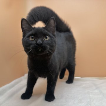 マンチカン(長足)【東京都・男の子・2023年11月3日・ブラックスモーク】の写真「甘えん坊な黒猫の男の子🐈‍⬛両親遺伝子検査クリア」