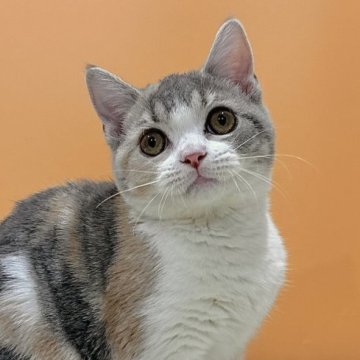 マンチカン(長足)【東京都・女の子・2023年9月7日・ダイリュートキャリコ】の写真「垂れ目でまんまるマンチカン✨」