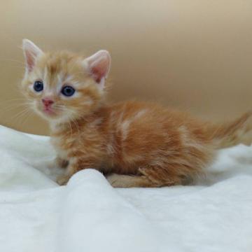 マンチカン(短足)【東京都・男の子・2022年6月10日・レッドタビー】の写真「短足レッドで可愛さ抜群！」