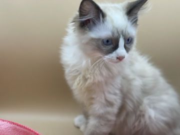 ラグドール【東京都・男の子・2021年9月10日・シールポイントバイカラー】の写真「12月中のお迎えも可能です！」