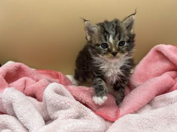 マンチカン【東京都・男の子・2022年4月9日・ブラウンタビー】の写真「カール毛ワイルドなマンチカン😸」